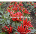 MP171 Xuanhong high yield hot red chilli pepper seeds for planting